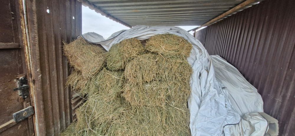 Жоңышқа сатылады су тимеген