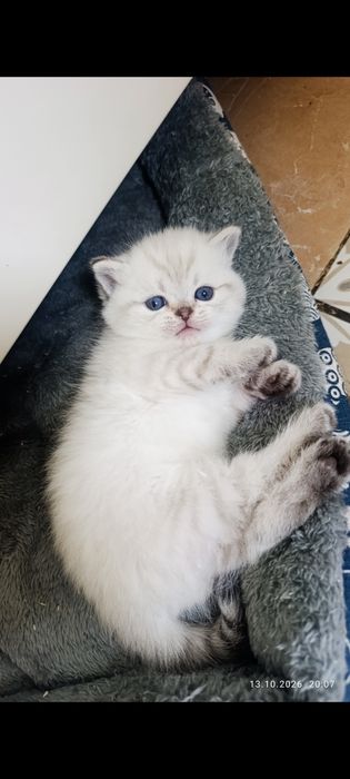 Продаётся котята