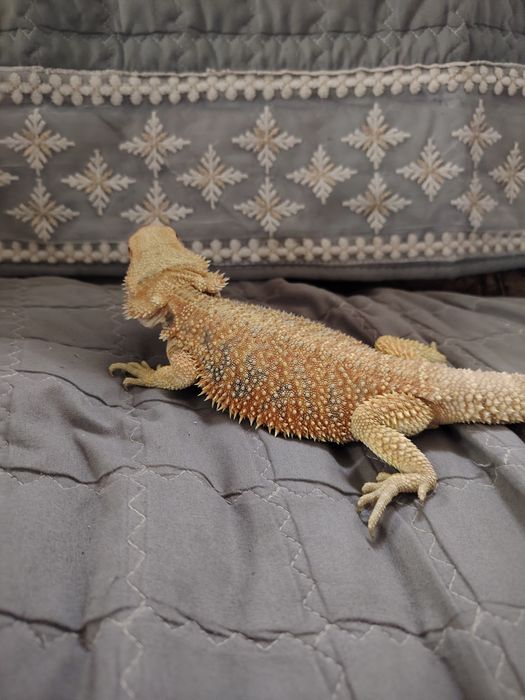 Disponibil mascul de agamă cu barbă