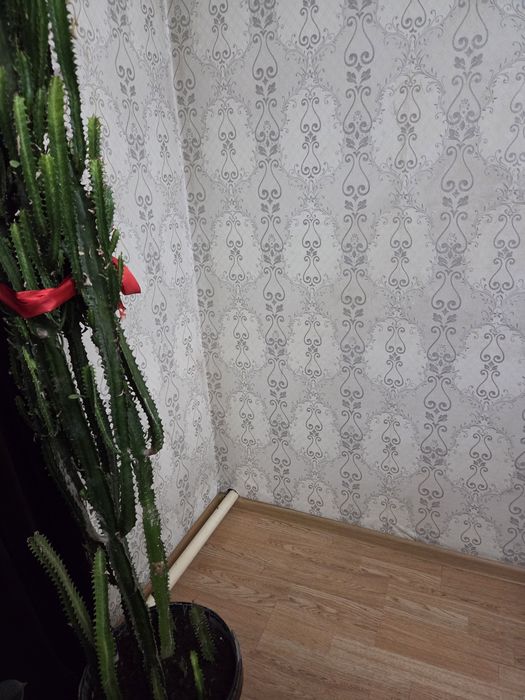 Кактус 2. мтр примерно