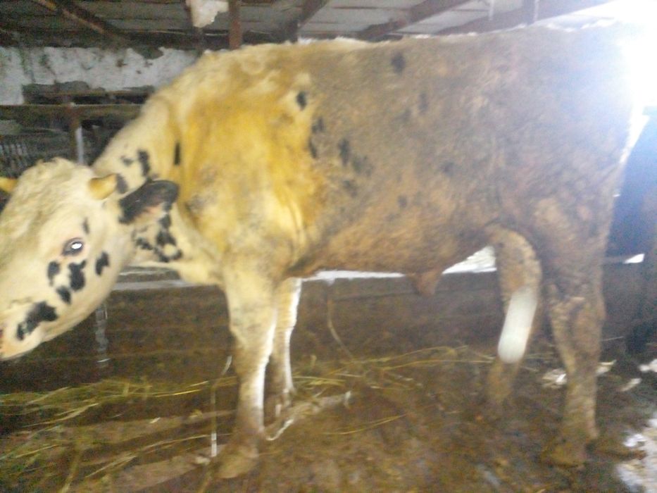 Продам бычков породистых