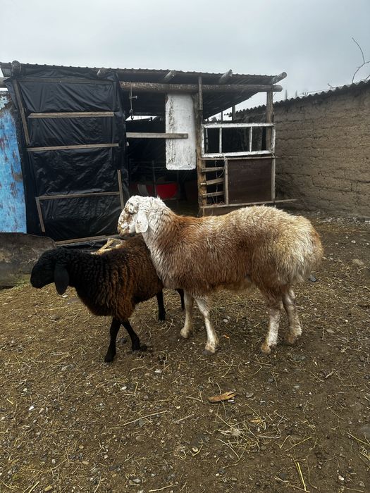 Срочно Арашан 11 айлык кошкар сатылады