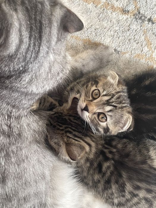 Продам котенка ,шотландец