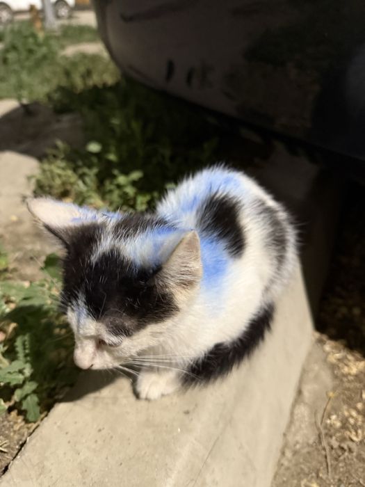 Котенок в добрые руки