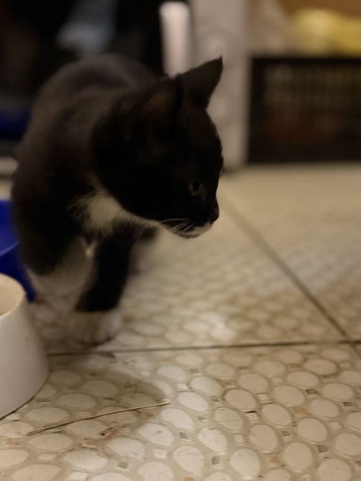 Потерялся котёнок