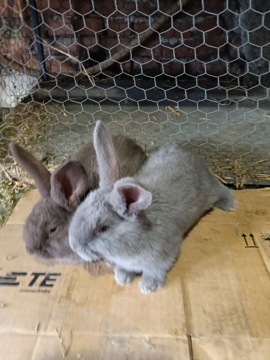 Vând Iepuri multiple rase