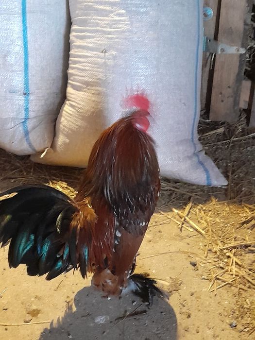 De vânzare doar cocosi și rățoi!