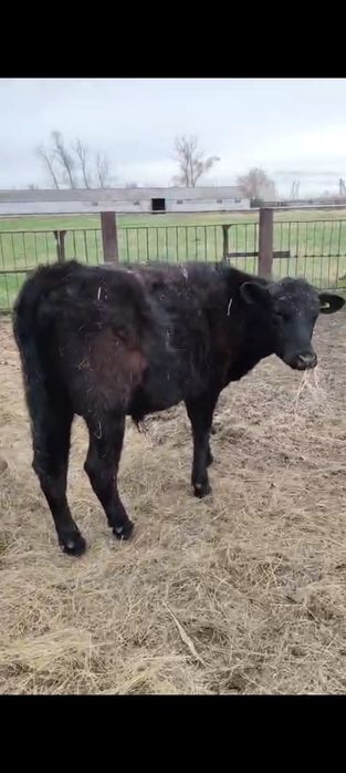 Продам КРС (10 бычков)