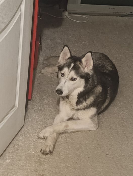 Собака хаска 3 года цена договор