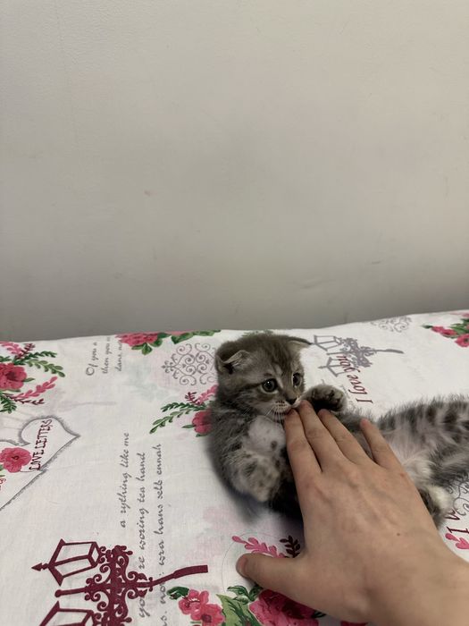 Продаёться кошка