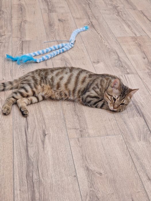 Отдам кота в добрые руки