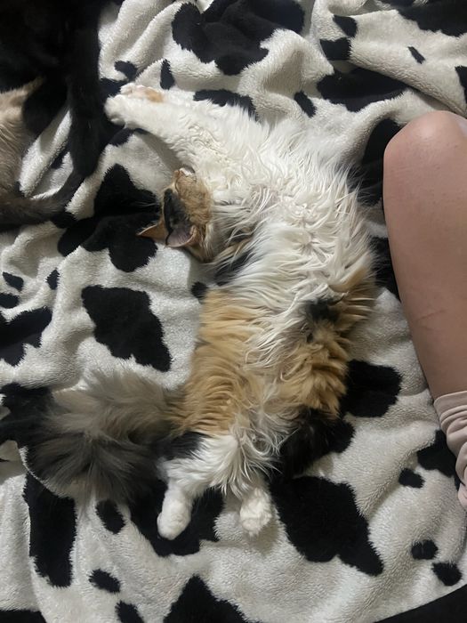 Отдам кошек в добрые руки