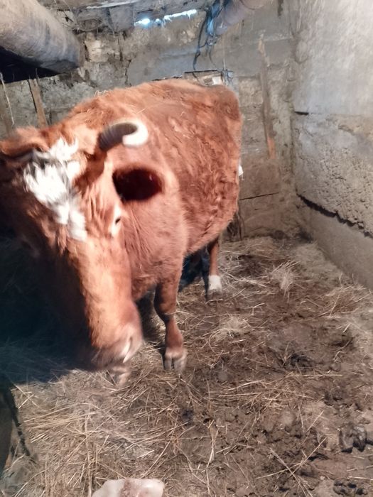 Продам корову 480000 тыс