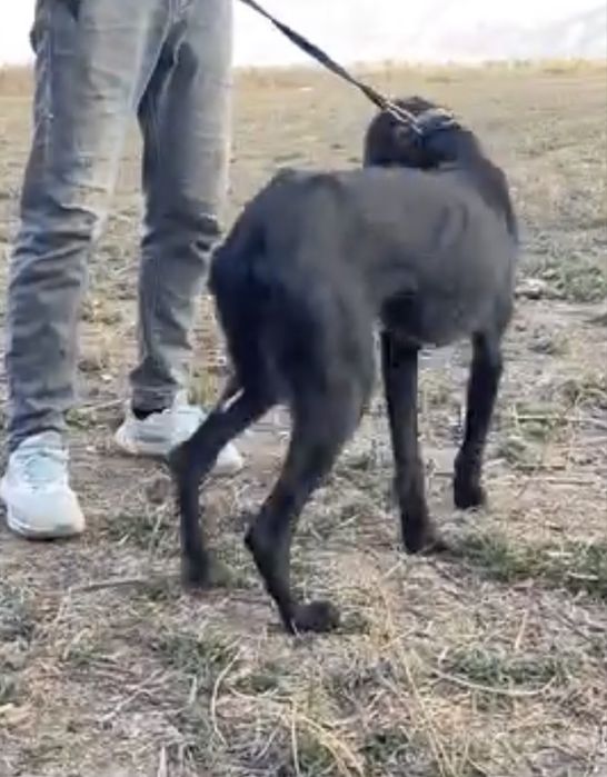 Тазы урғашы .ауызданған қойан ,тулкі .