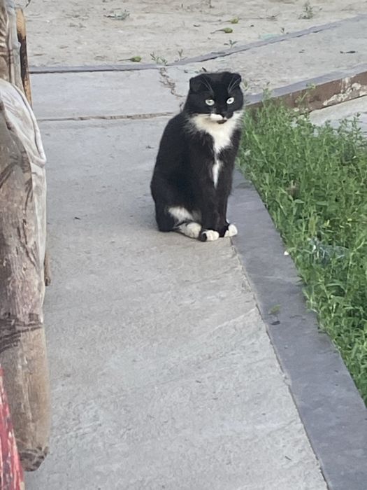 Отдам котят в хорошие руки