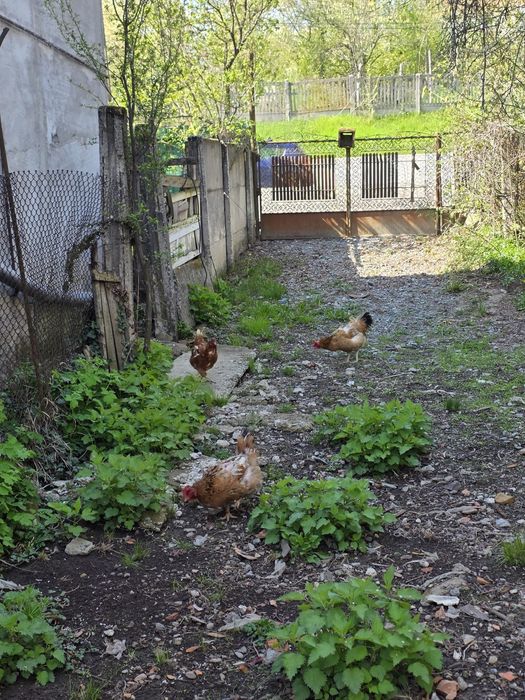 Cocoș Brahma și Kabir și găini