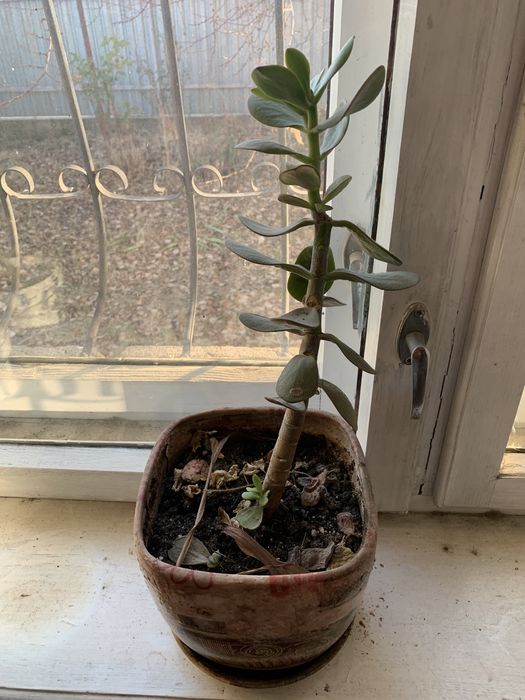 Денежное дерево (Толстянка)