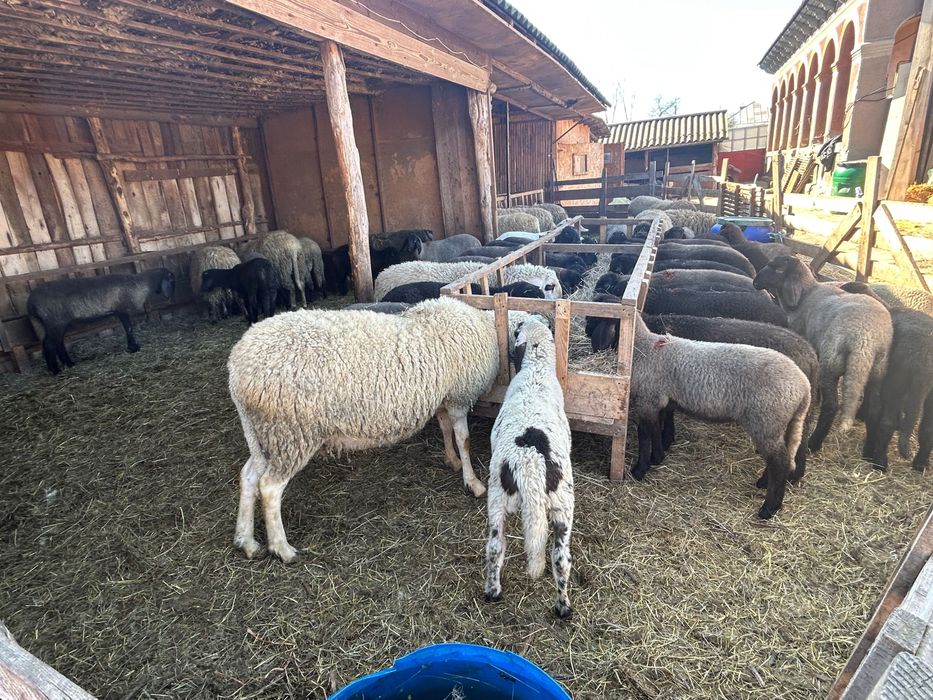 Miei și oi de vânzare