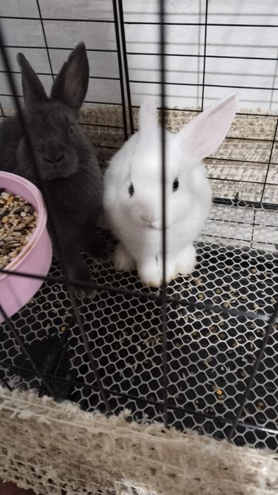 Кролик продам декоративные