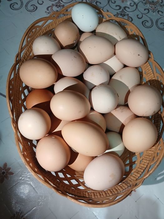 OUA proaspete de găină