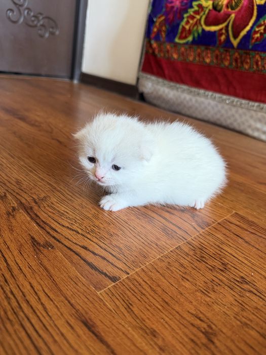 Продаются котята!