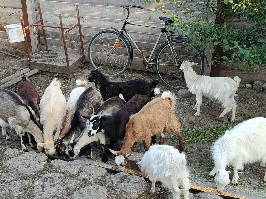 De vânzare, mai multe detalii în privat,