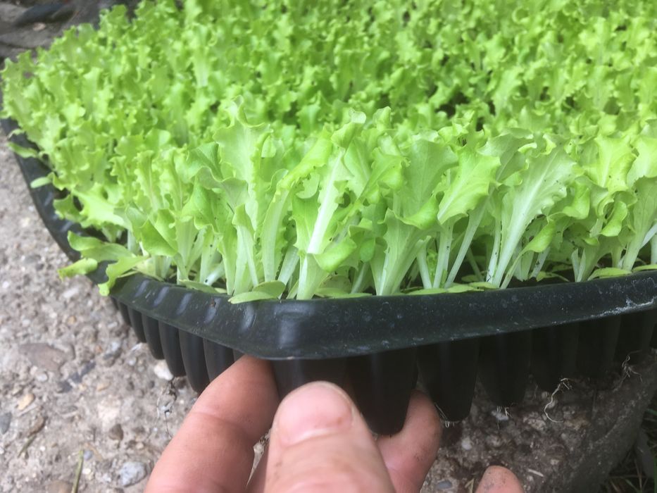 разсад салата ,зеле и ягоди в табли