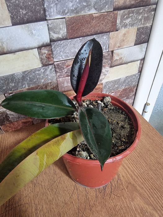 QORA SHAXZODA xona gullari ФИКУС Чёрный Принц Комнатных цветок 
3 та б