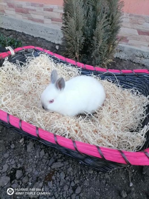 Vând iepuri REX PITICI