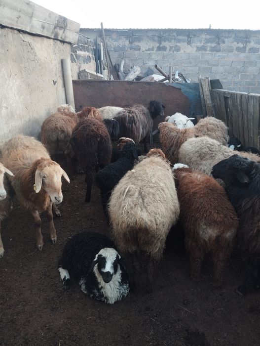 Қозылы қойлар сатылады