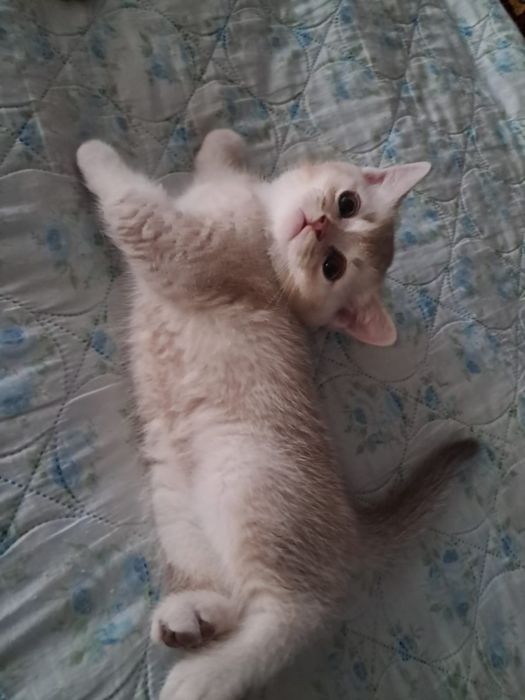 Продам  котят ..