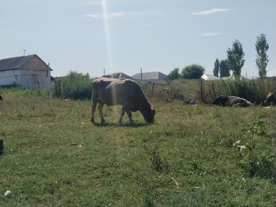 2,3жасар бухалар