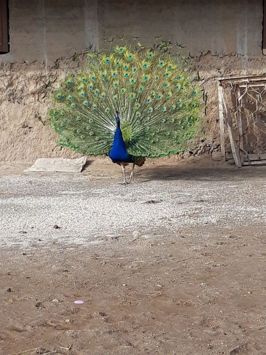 Tovus, jinsi: erkak, yoshi 3 yosh