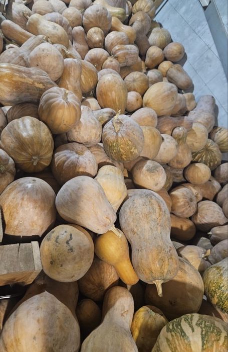 Тыква сладкая домашнея