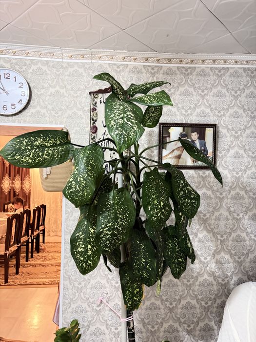 диффенбахия пятнистая (Dieffenbachia maculata)