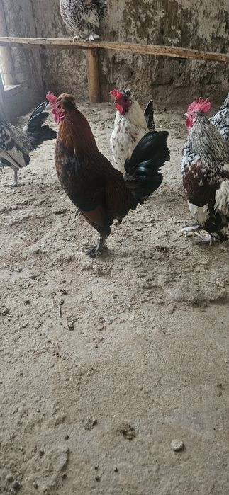 Кораздар сатылады