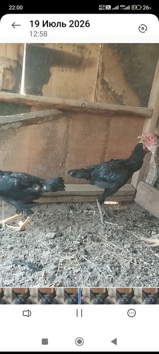 Сатлады шожелер срочна