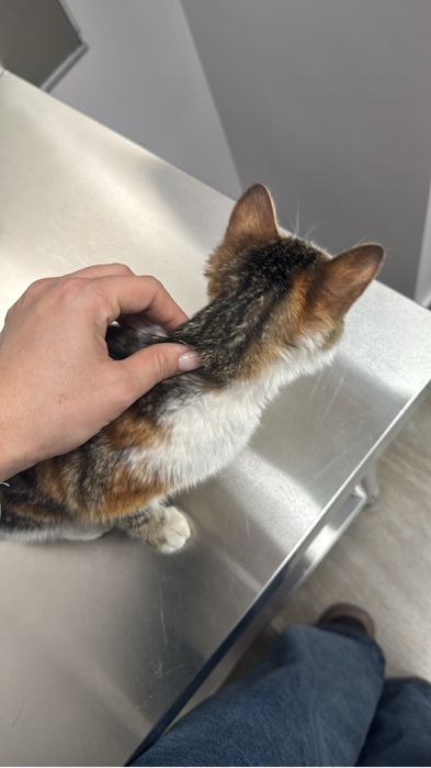 Котенок ищет дом