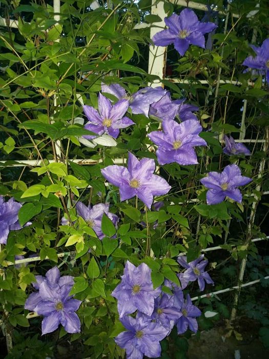 Клематисы разных сортов и спирея, климатис, Klematis