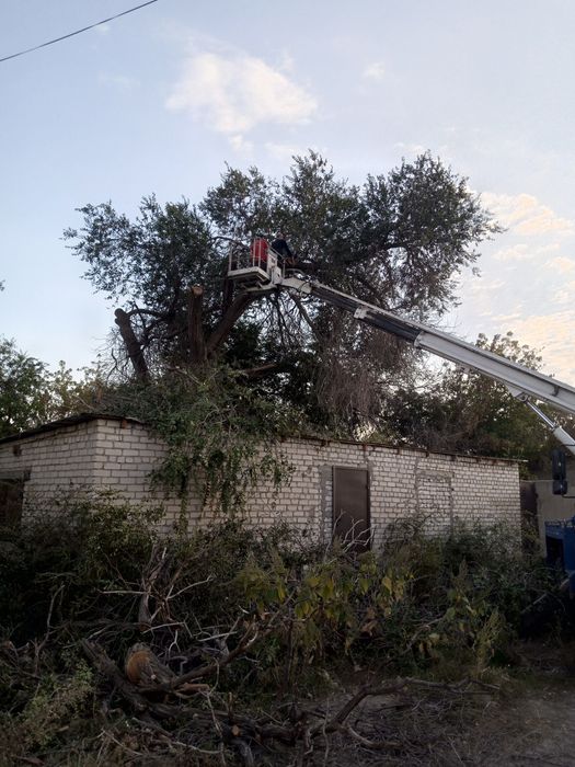 Спил подрезка деревьев обработка опрыскивание