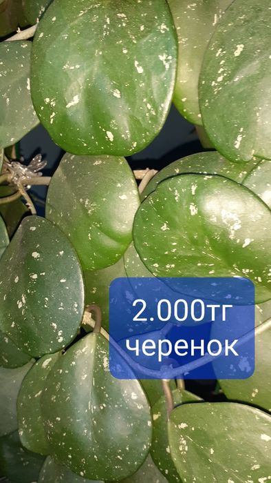 Хойи разных сортов  Цветы Растения