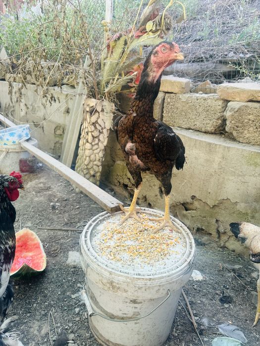 Boboqi turk tovuq sotiladi