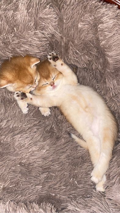 Золотинки плюшки ласковые