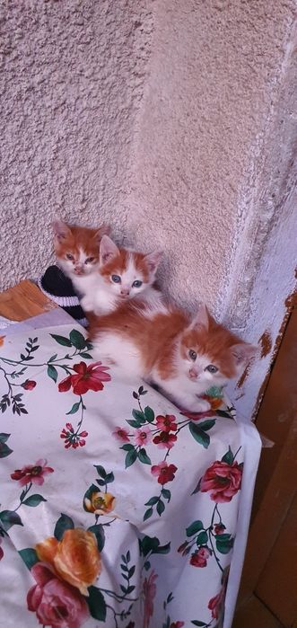 Ofer spre adopție..