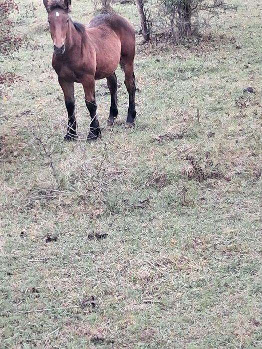 De vânzare mânz De 4 lunii
