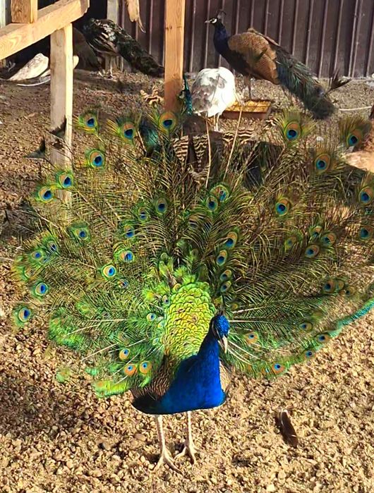 Mascul paun standard  !