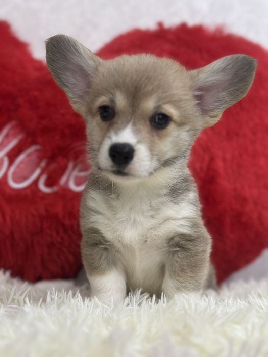 Шикарные малыши вельш корги