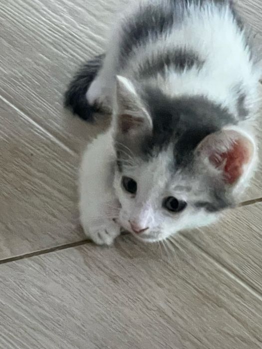 Котята  (марғаулар)