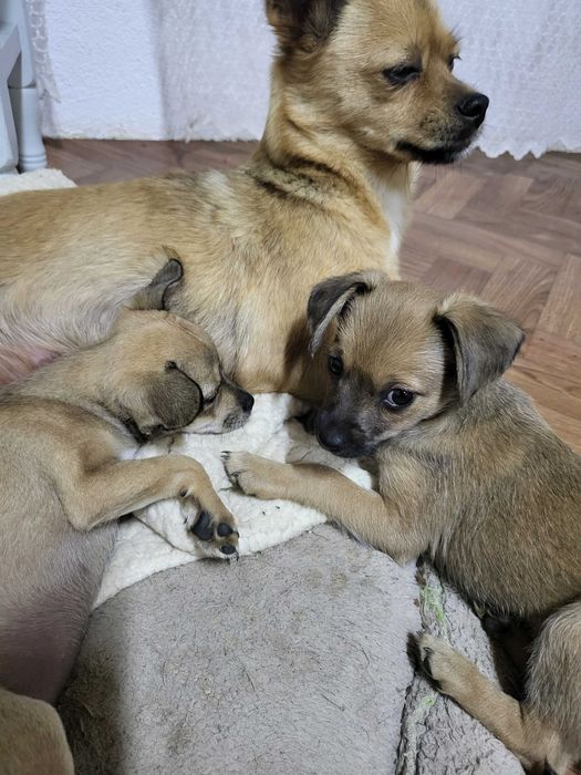 Пинчери- момиченца