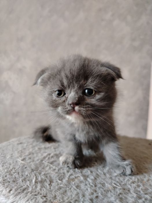 Котята Скоттиш фолд